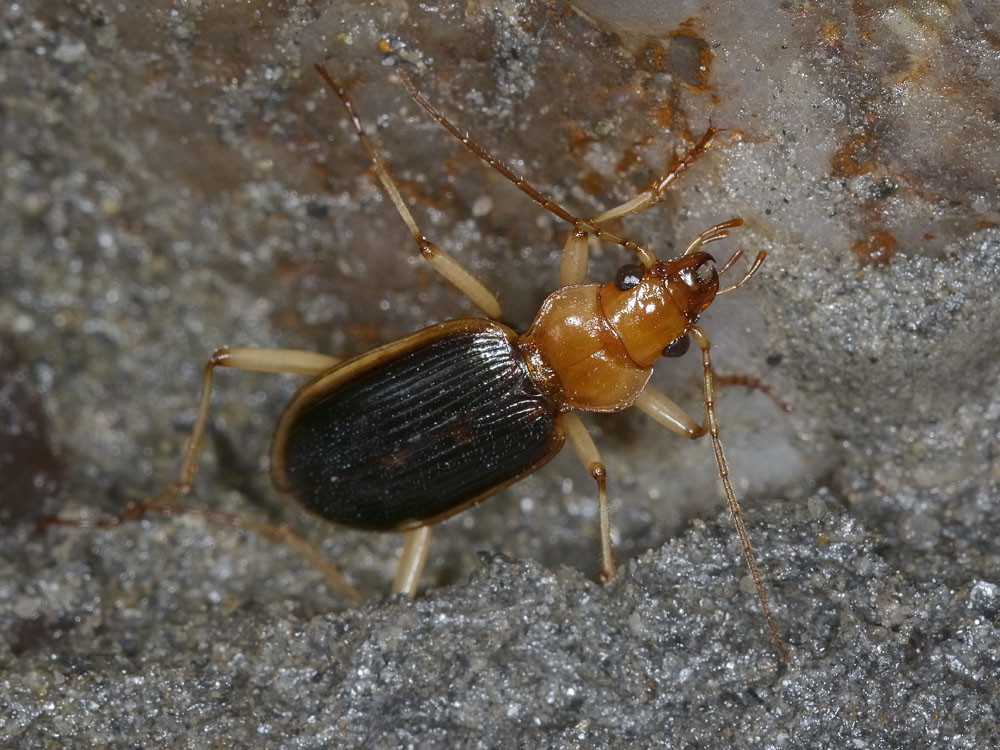Nebria psammodes della Dora Riparia